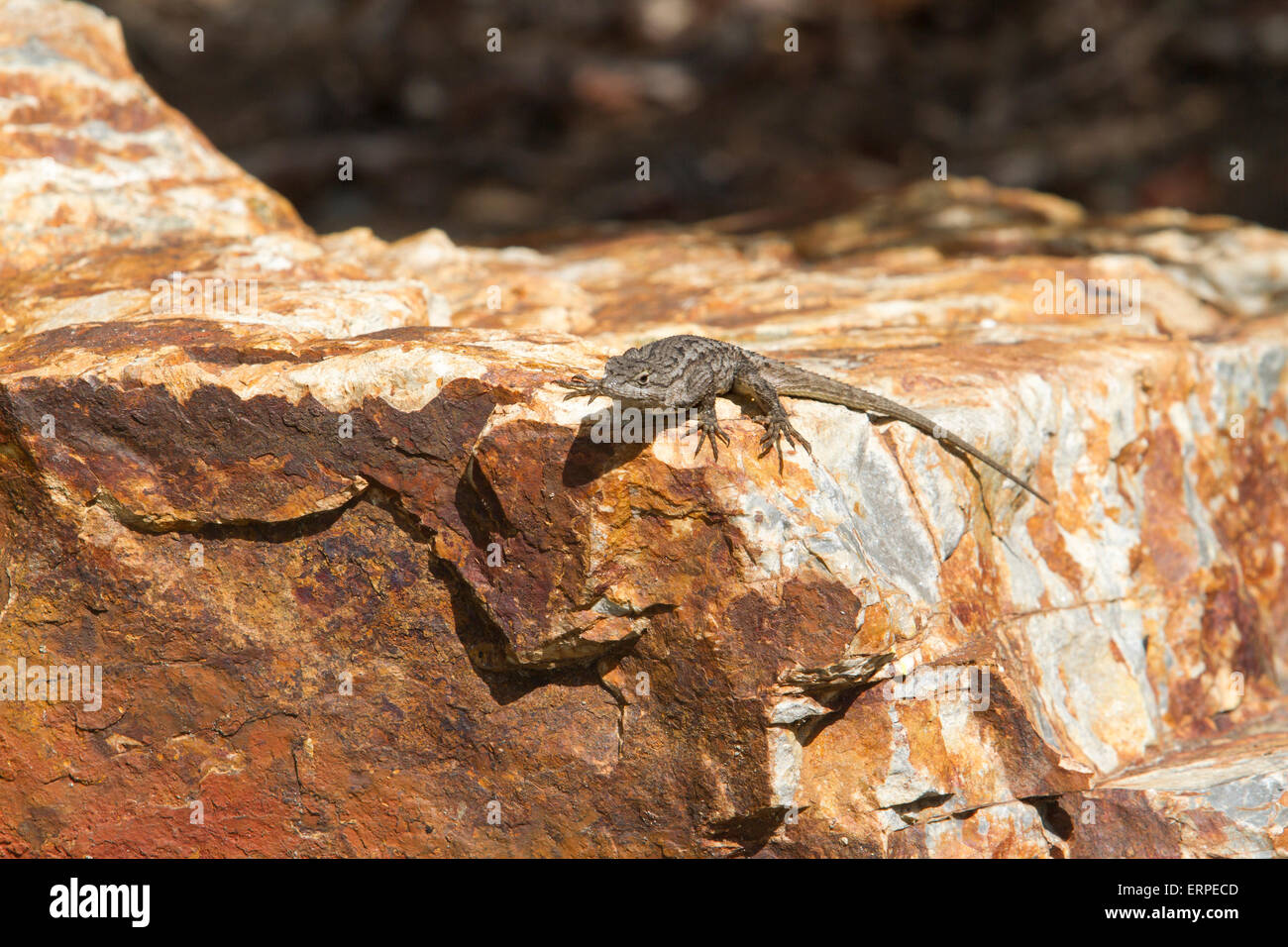 Petit lézard sur la roche au soleil dans un parc local Banque D'Images