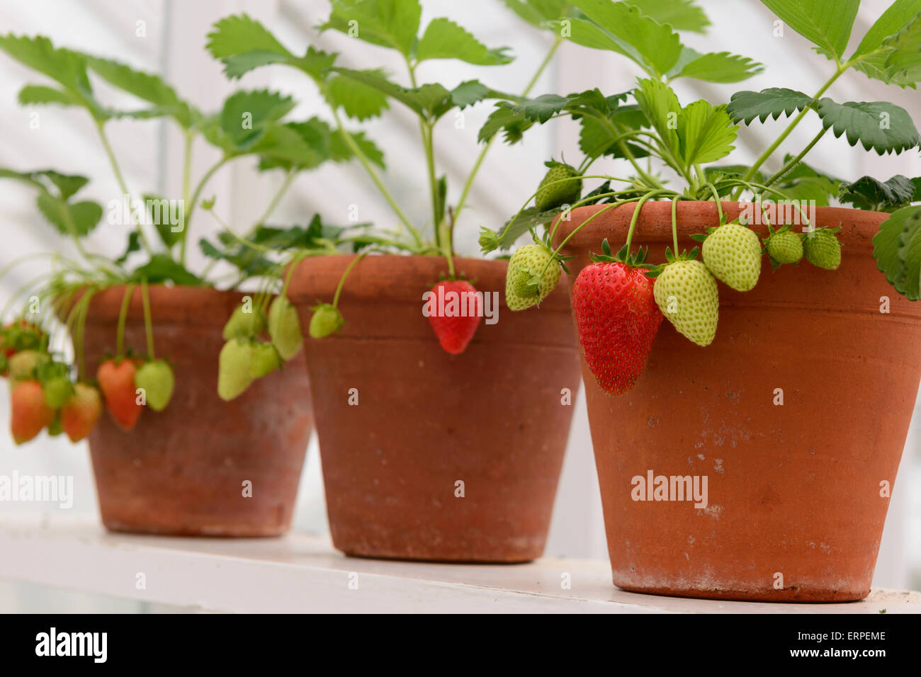 Les fraises cultivées en pot de fraises cultivées sur une étagère dans une  serre chauffée Photo Stock - Alamy