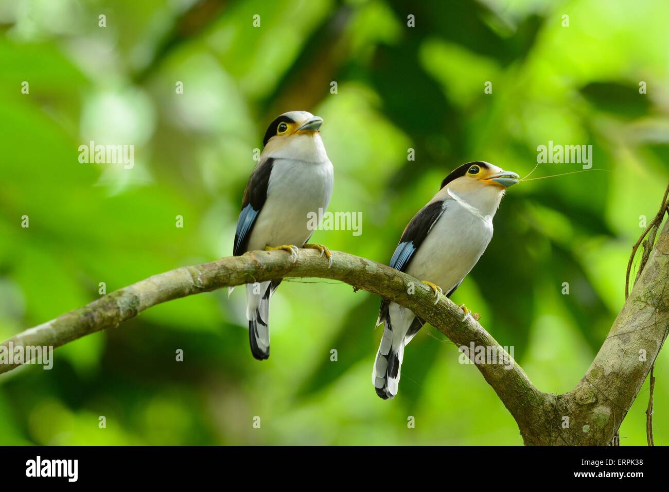 Beau mâle Silver-breasted (Serilophus Broadbill lunatus) assis sur la succursale de Kaeng Krachan National Park, Thaïlande Banque D'Images