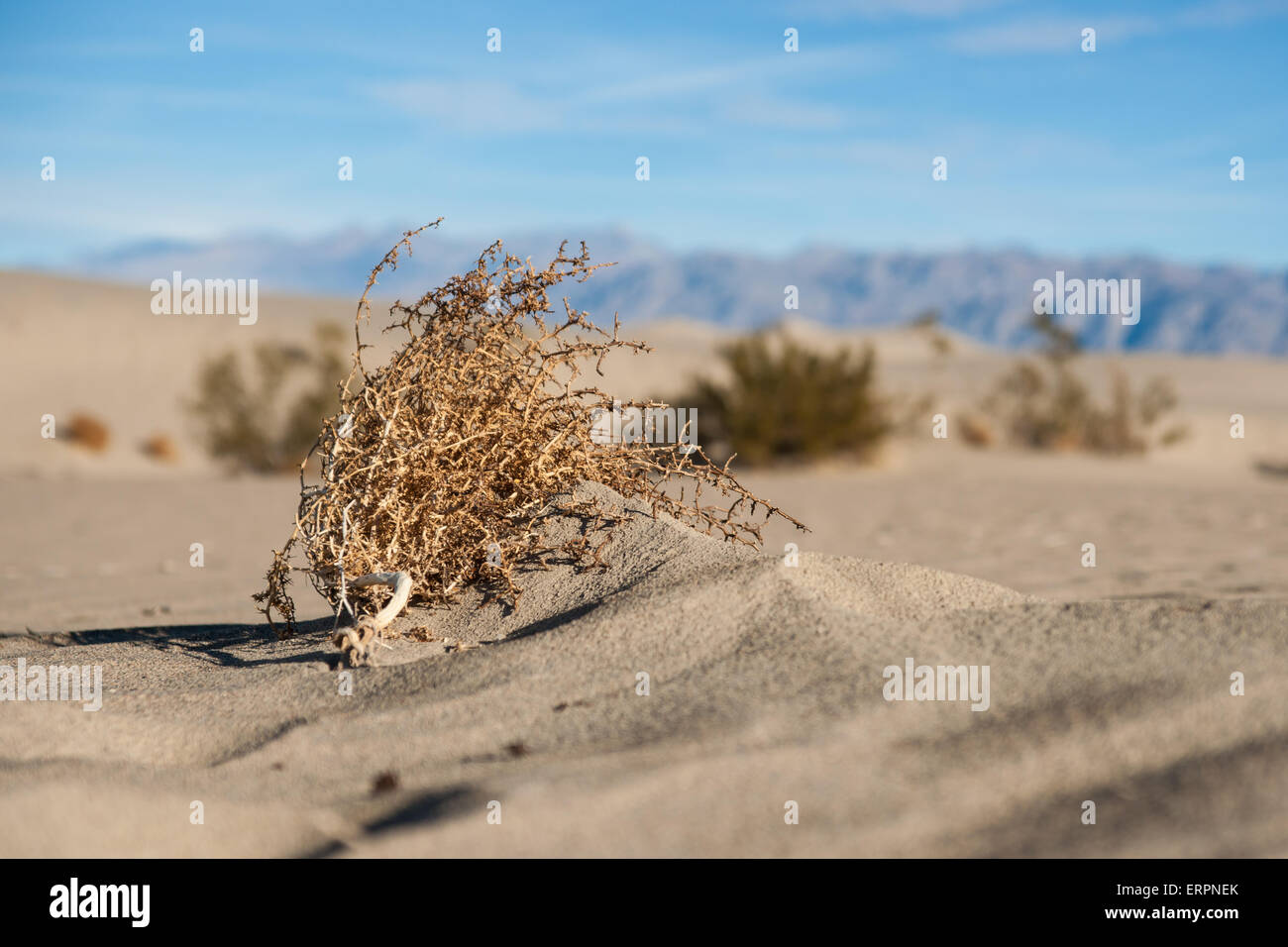 Tumbleweed morte se trouve sur une mer de sable dans le désert de Mojave de Californie du sud. Banque D'Images