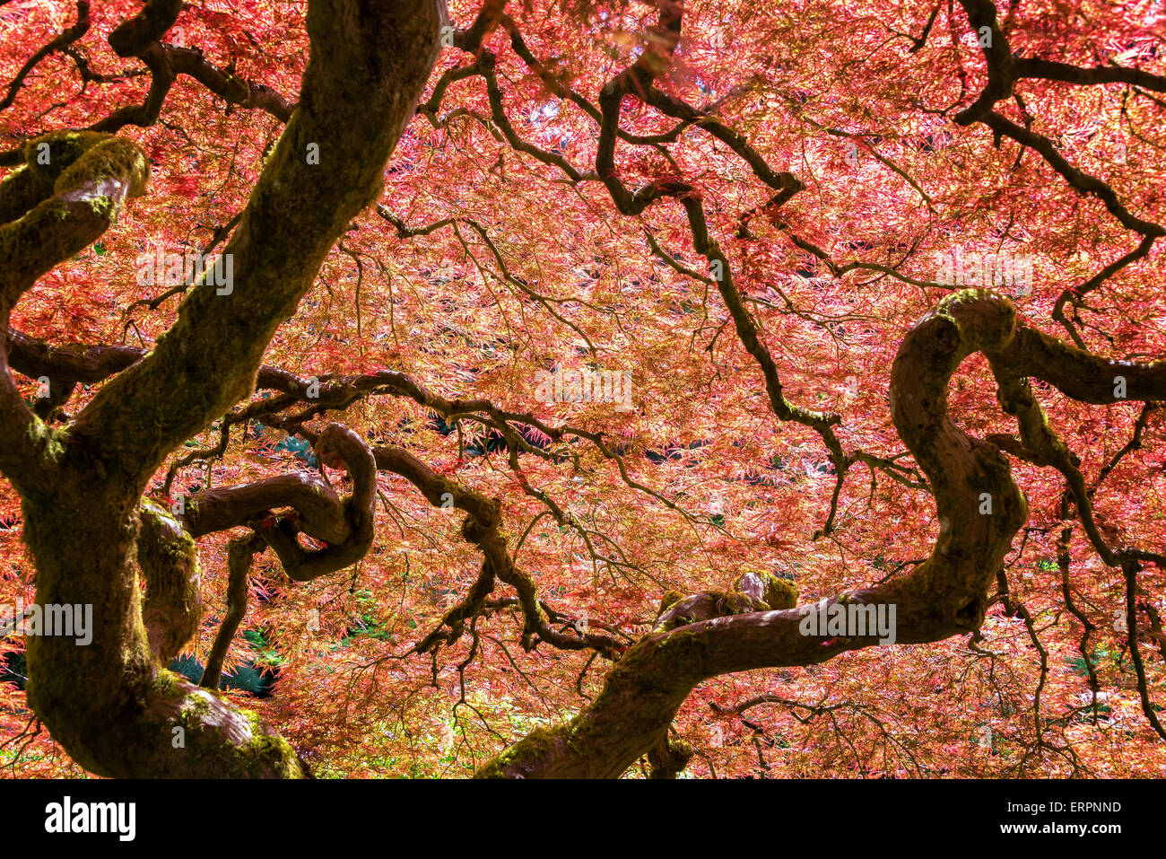 Vue d'un beau rouge érable japonais à Portland, Oregon Banque D'Images