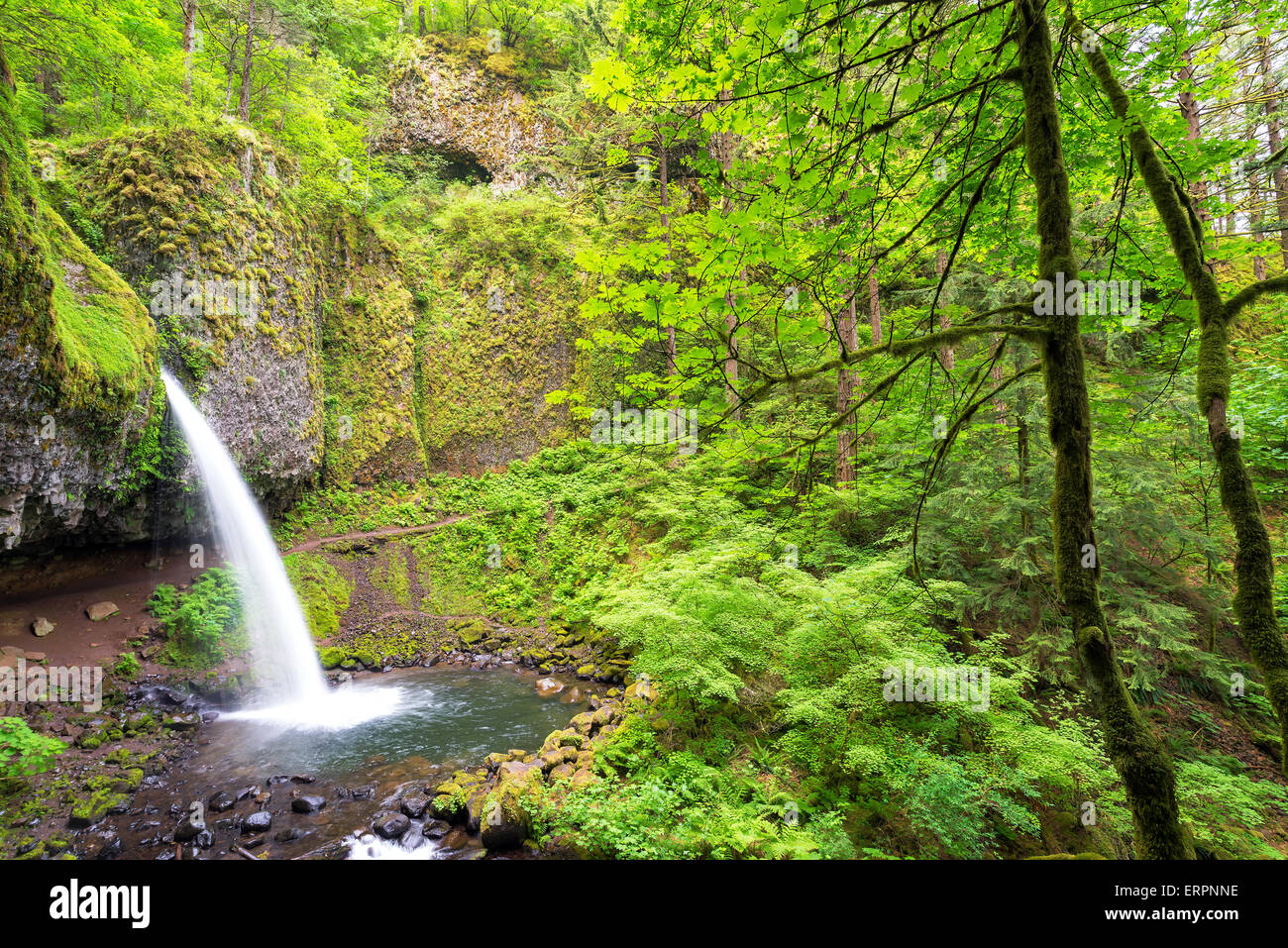 La prêle falls et forêt luxuriante dans la gorge du Columbia dans l'Oregon Banque D'Images