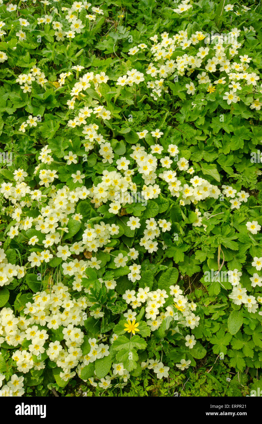 Primula vulgaris] [primevères. Lesser Celandine [Ranunculus ficaria]. Avril. Banque D'Images