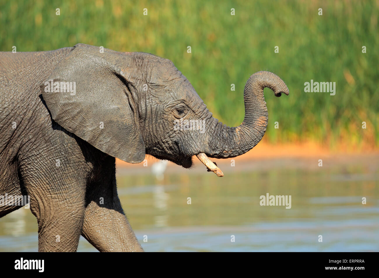 Un jeune éléphant (Loxodonta africana) à un point d'Addo Elephant National Park, Afrique du Sud Banque D'Images