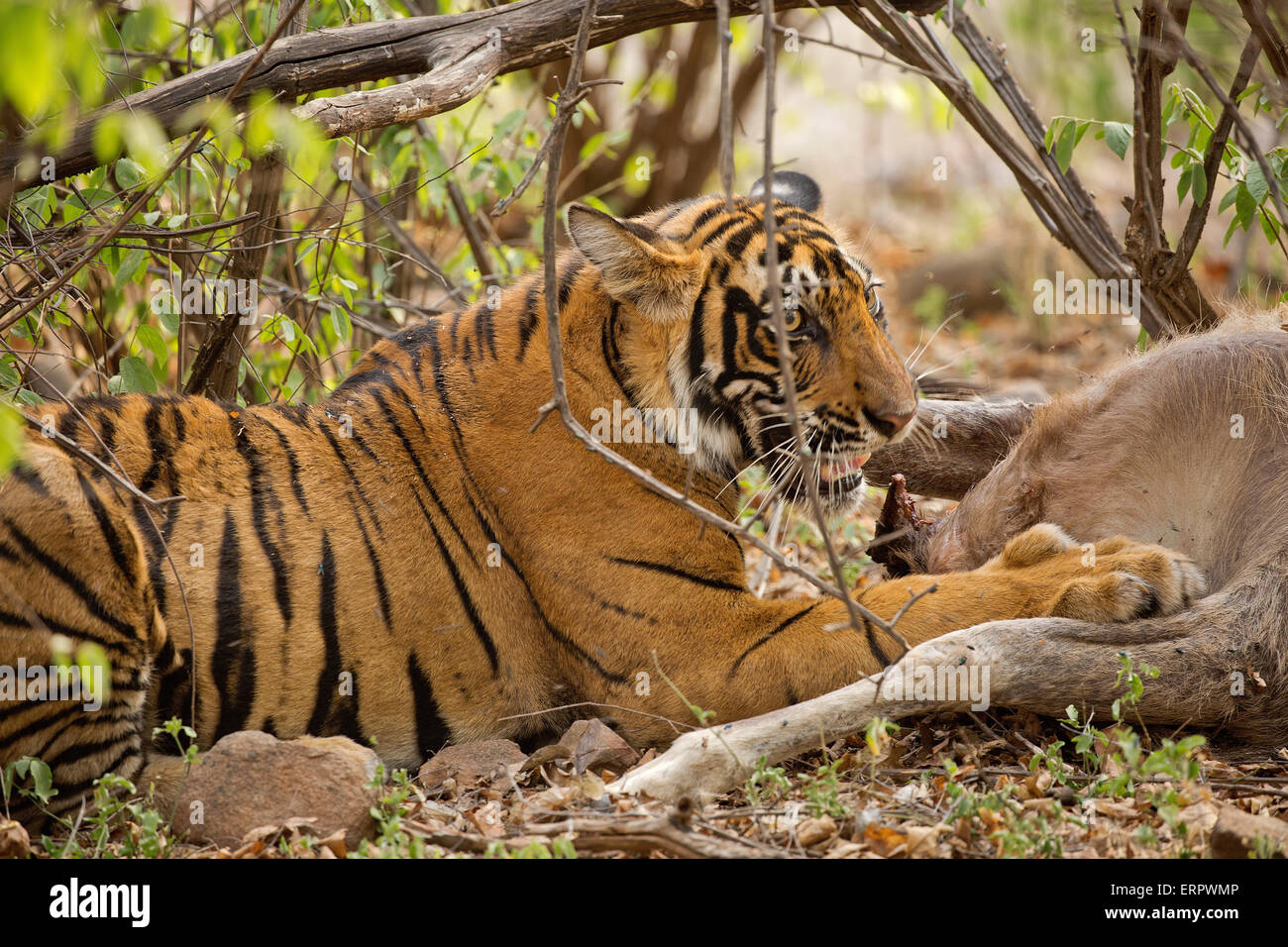 Un tigre manger un cerf Sambar Banque D'Images