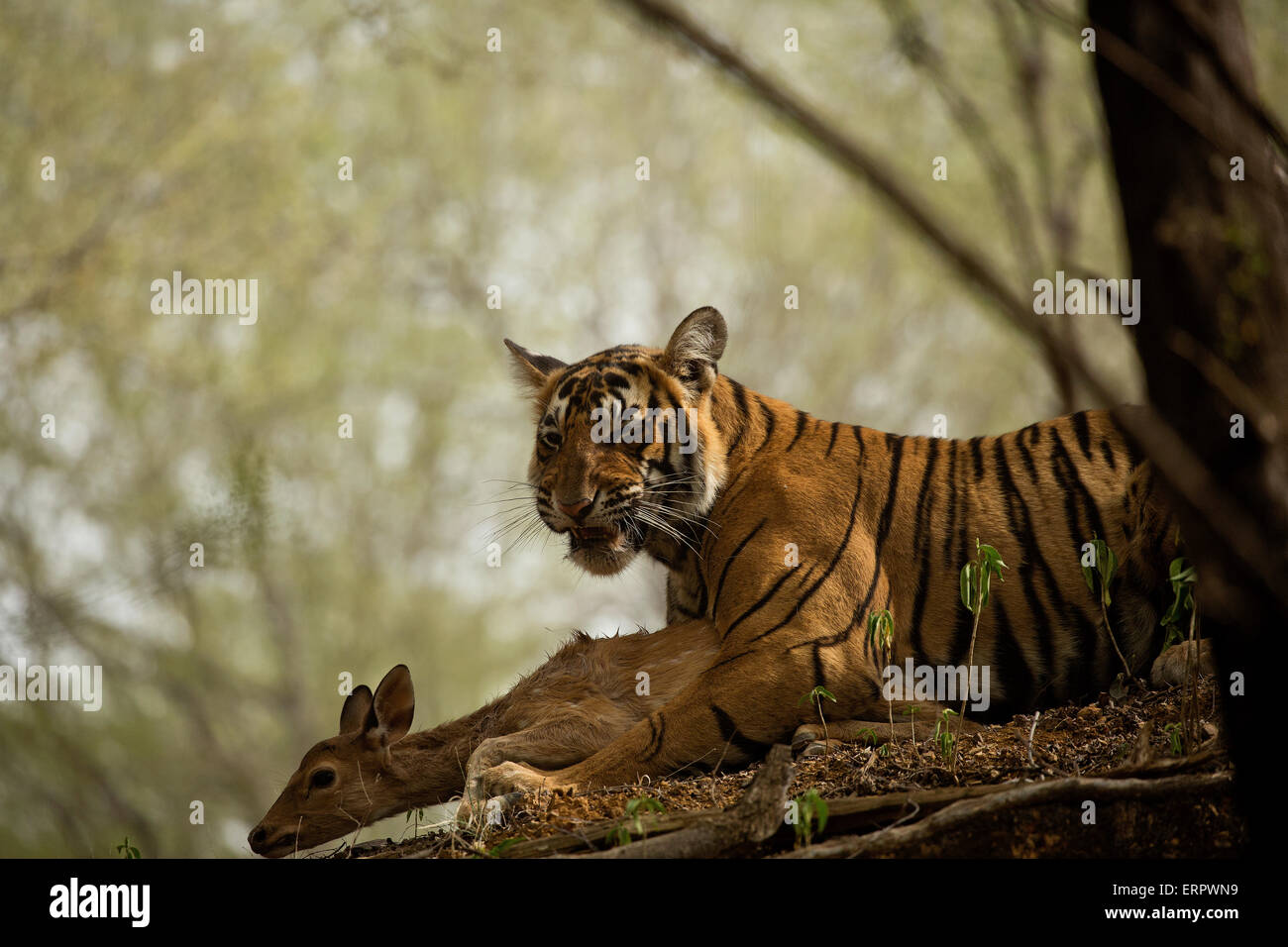 Un tigre fait d'expressions du visage après avoir fait tuer son Banque D'Images