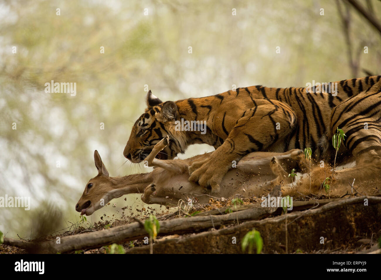 Un cerf tente de s'échapper lorsqu'un tigre attrape Banque D'Images