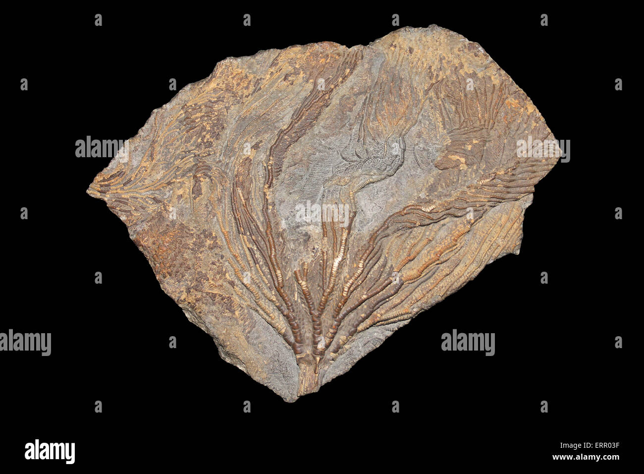 Crinoïde Pentacrinites Jurassique inférieur Dorset, UK Banque D'Images