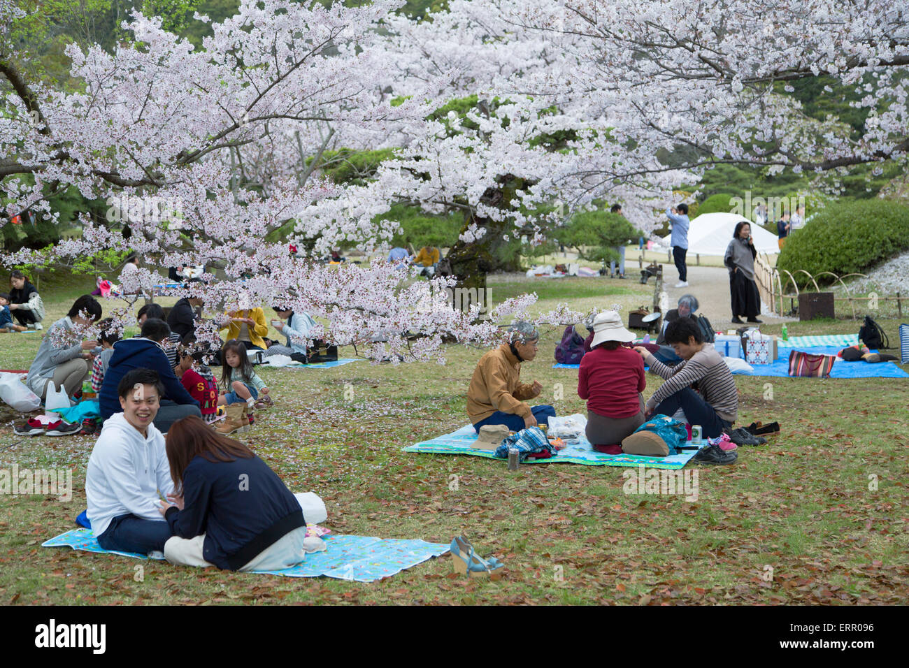 Les personnes ayant des pique-nique sous les cerisiers en fleurs en Ritsurin-koen, Shikoku, Takamatsu, Japon Banque D'Images