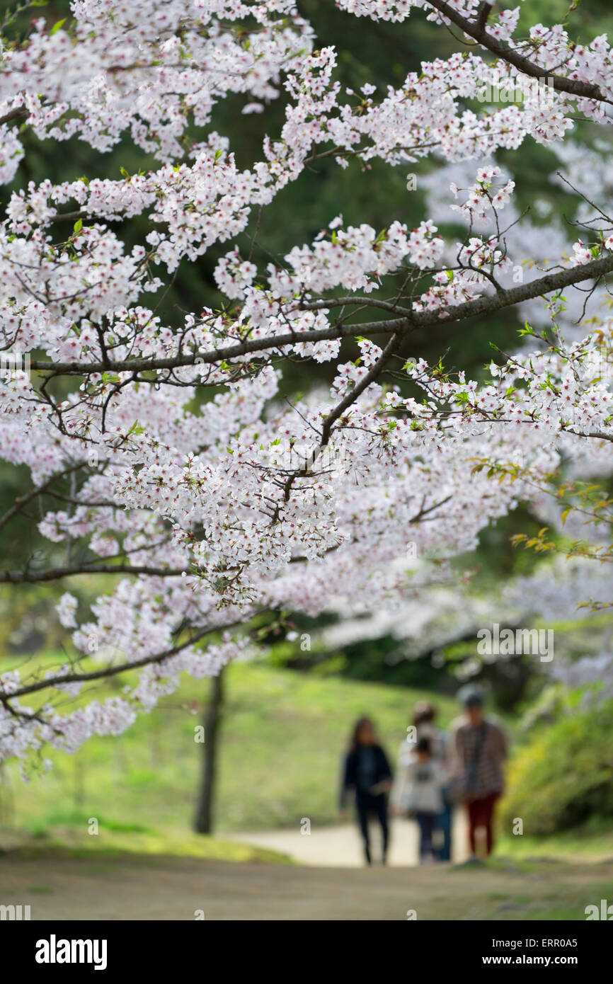 Cherry Blossom in Ritsurin-koen, Shikoku, Takamatsu, Japon Banque D'Images
