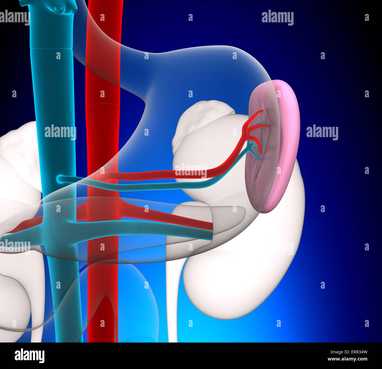 La rate l'anatomie humaine avec le système circulatoire sur fond bleu concept Banque D'Images