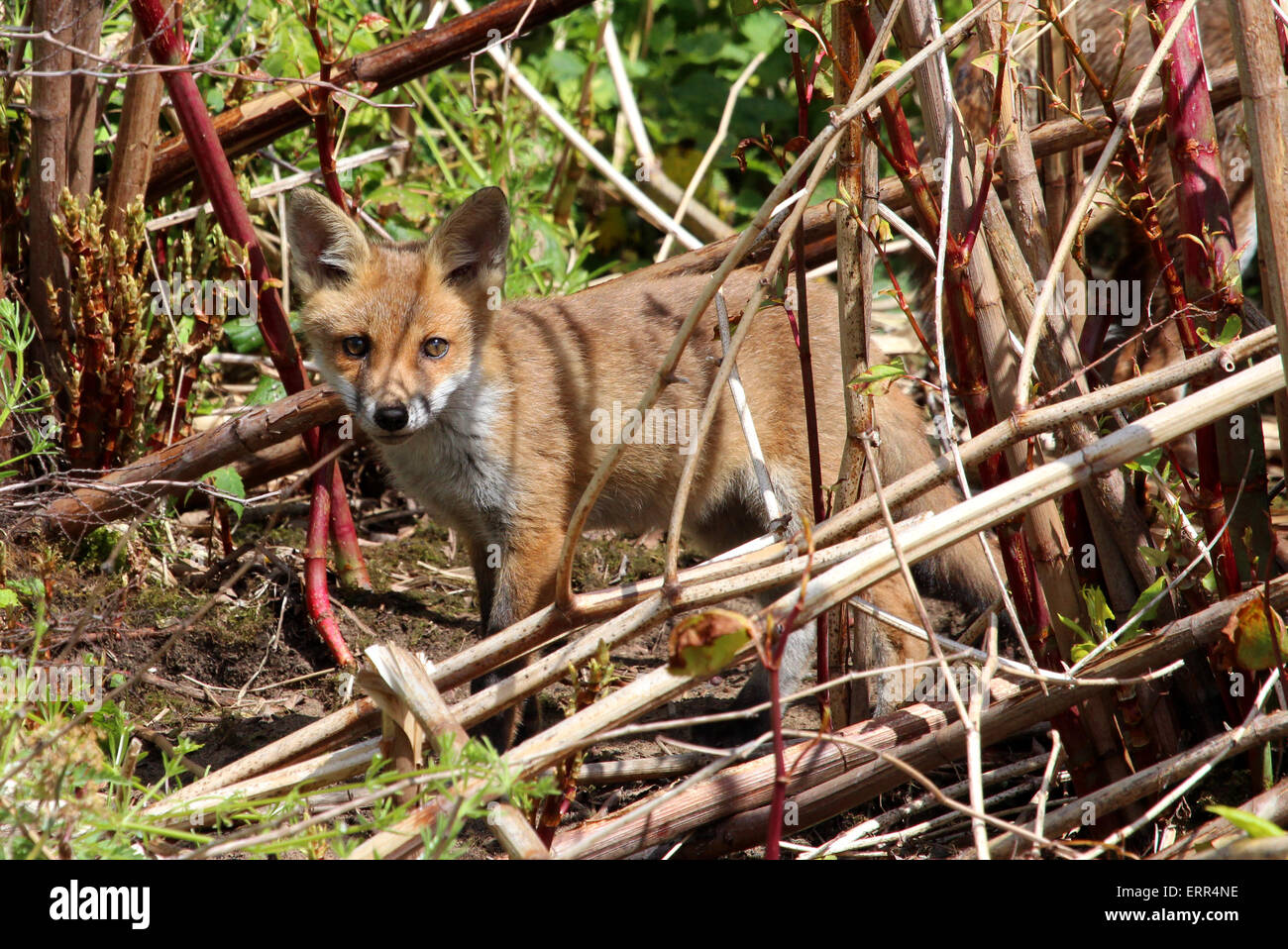 Red Fox cub abritant parmi la végétation près de la rivière Tame à Birmingham, Royaume-Uni. Banque D'Images