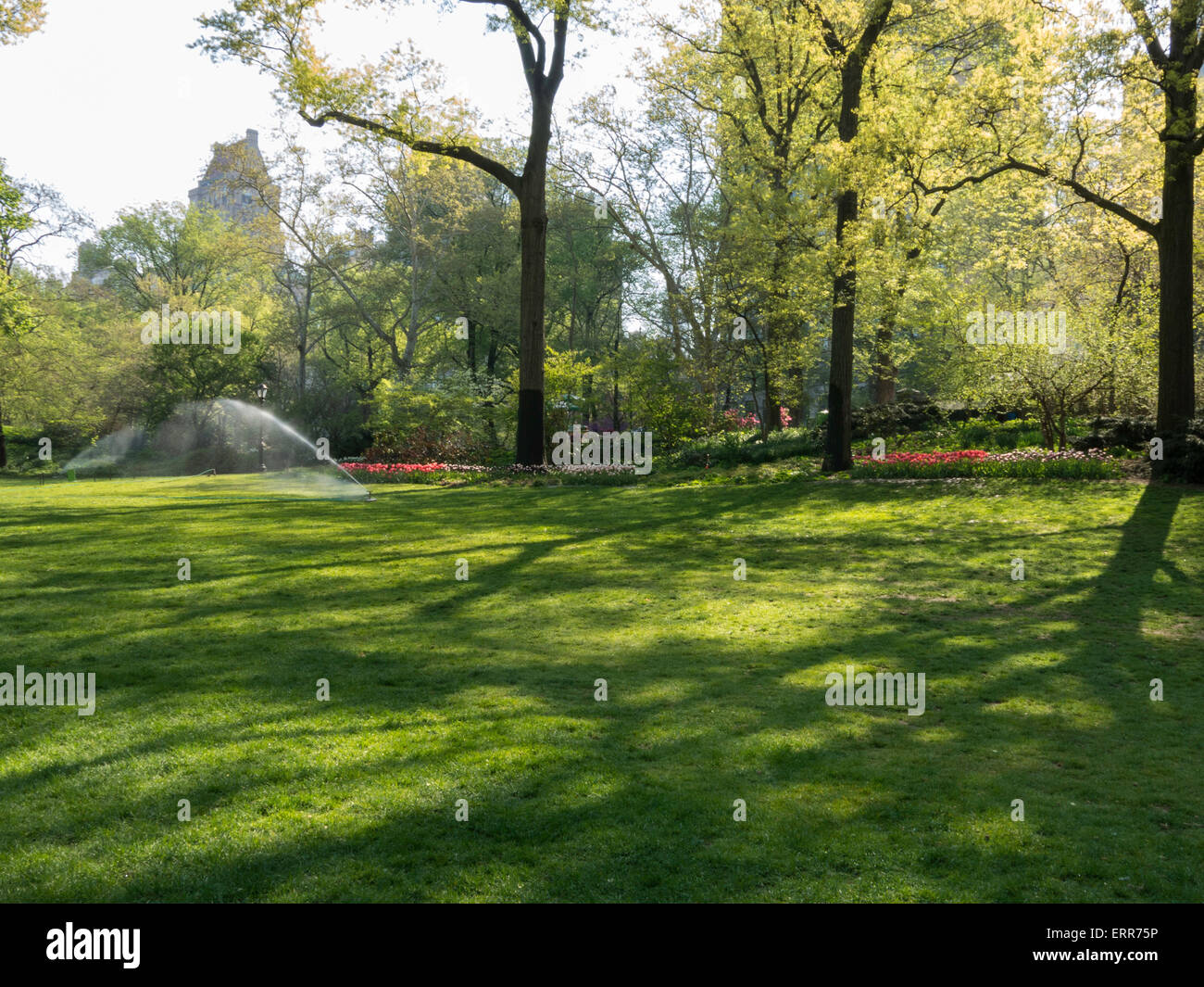 Têtes à Pond pelouse, Central Park, NEW YORK , États-Unis Banque D'Images