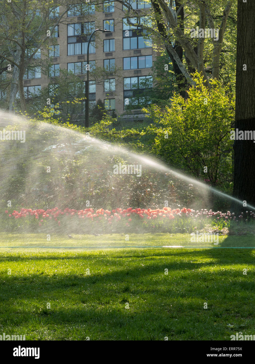 Têtes à Pond pelouse, Central Park, NEW YORK , États-Unis Banque D'Images