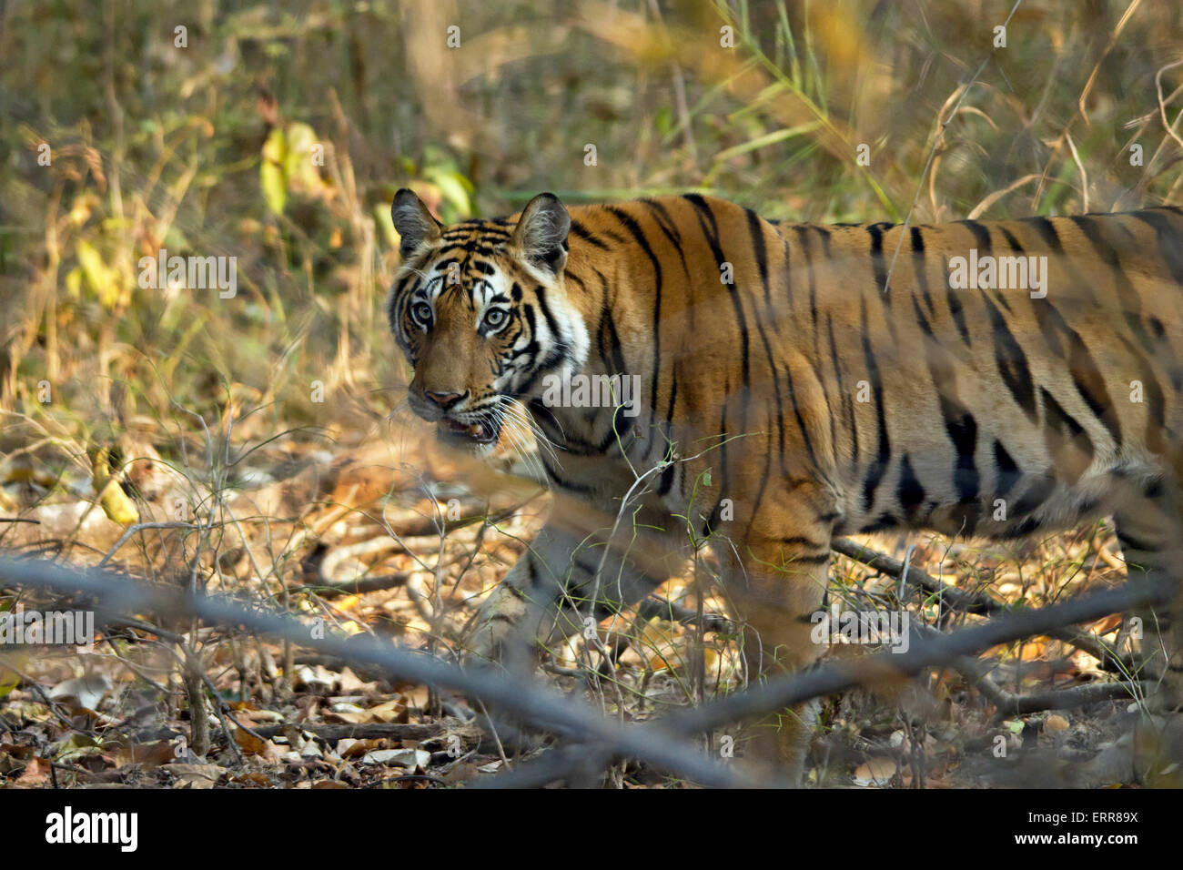 Tigre du Bengale (Panthera tigris tigris) Balade en forêt, Bandhavgarh, Inde Banque D'Images