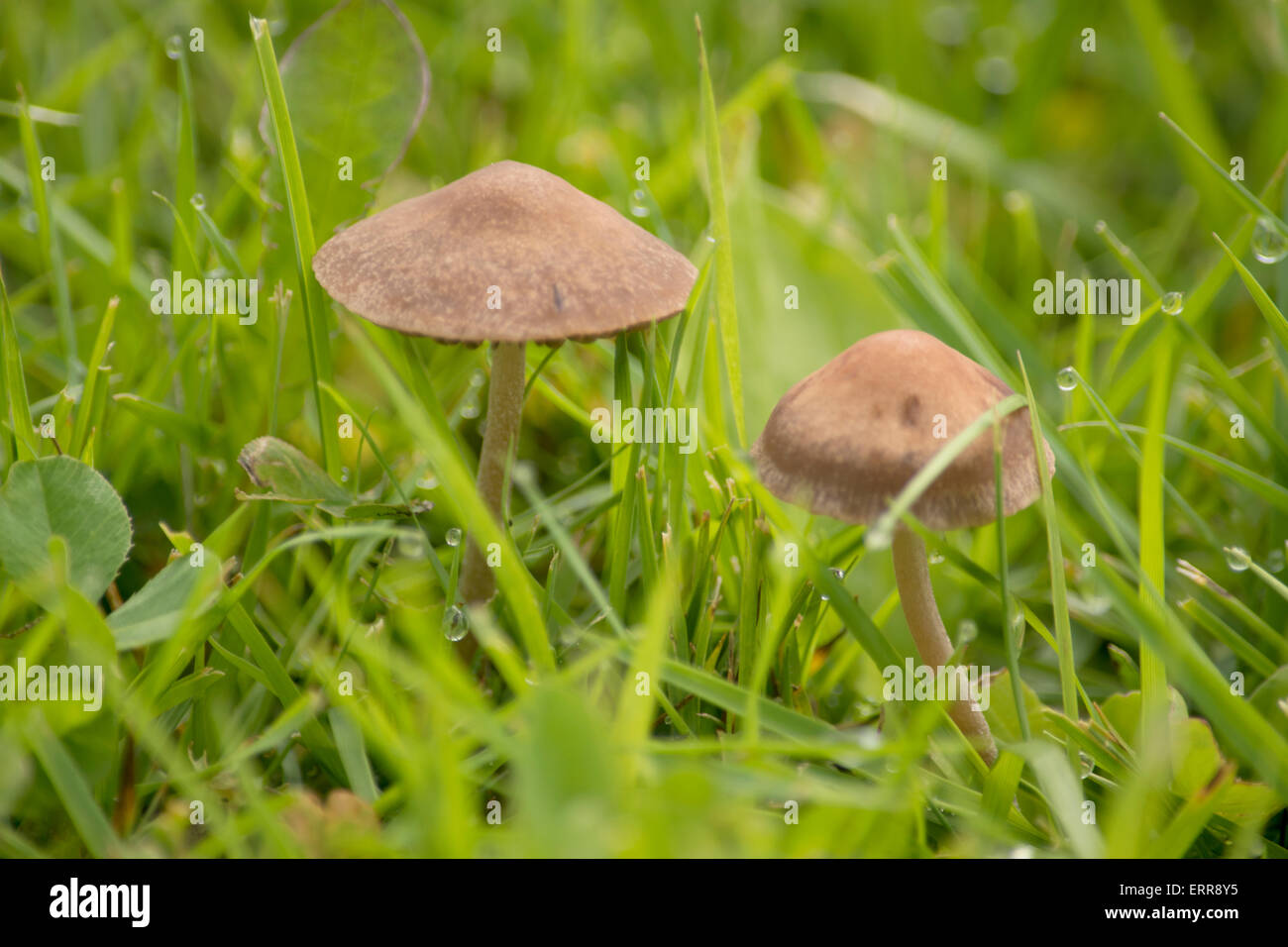 Les champignons close up Banque D'Images