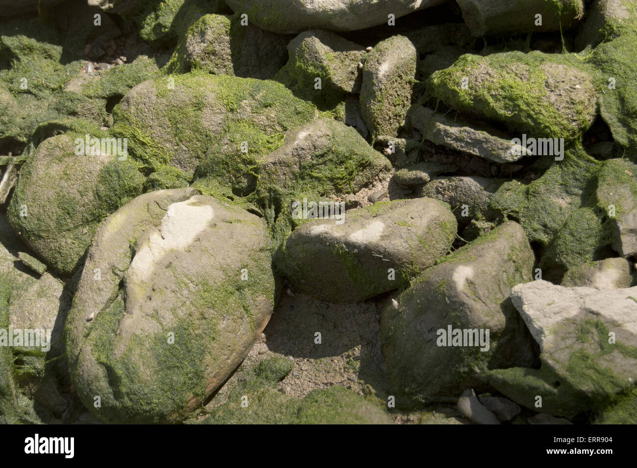 Les algues sur les rochers de la vallée de l'Hudson, New York Banque D'Images