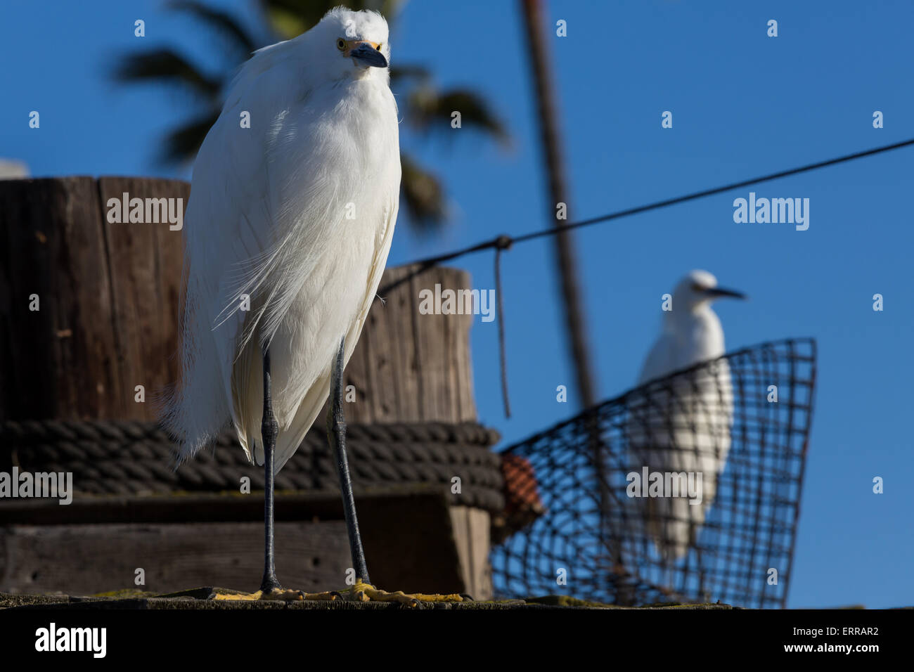 Aigrettes neigeuses sur veille sur un quai de pêche Banque D'Images