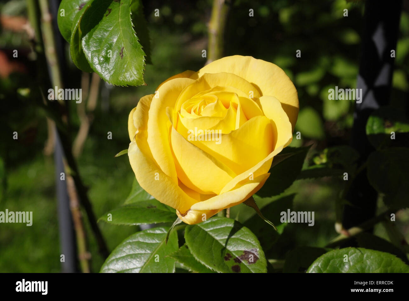 Rose jaune fleur Banque D'Images