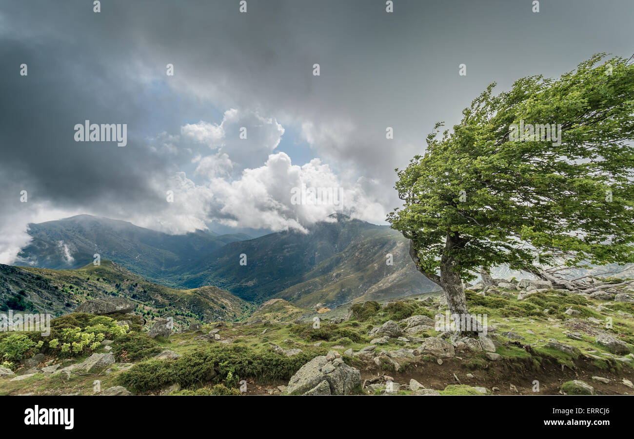 Balayées par un arbre sur une crête de montagne sur le GR20 en Corse avec piste de sombres nuages sur les montagnes lointaines Banque D'Images