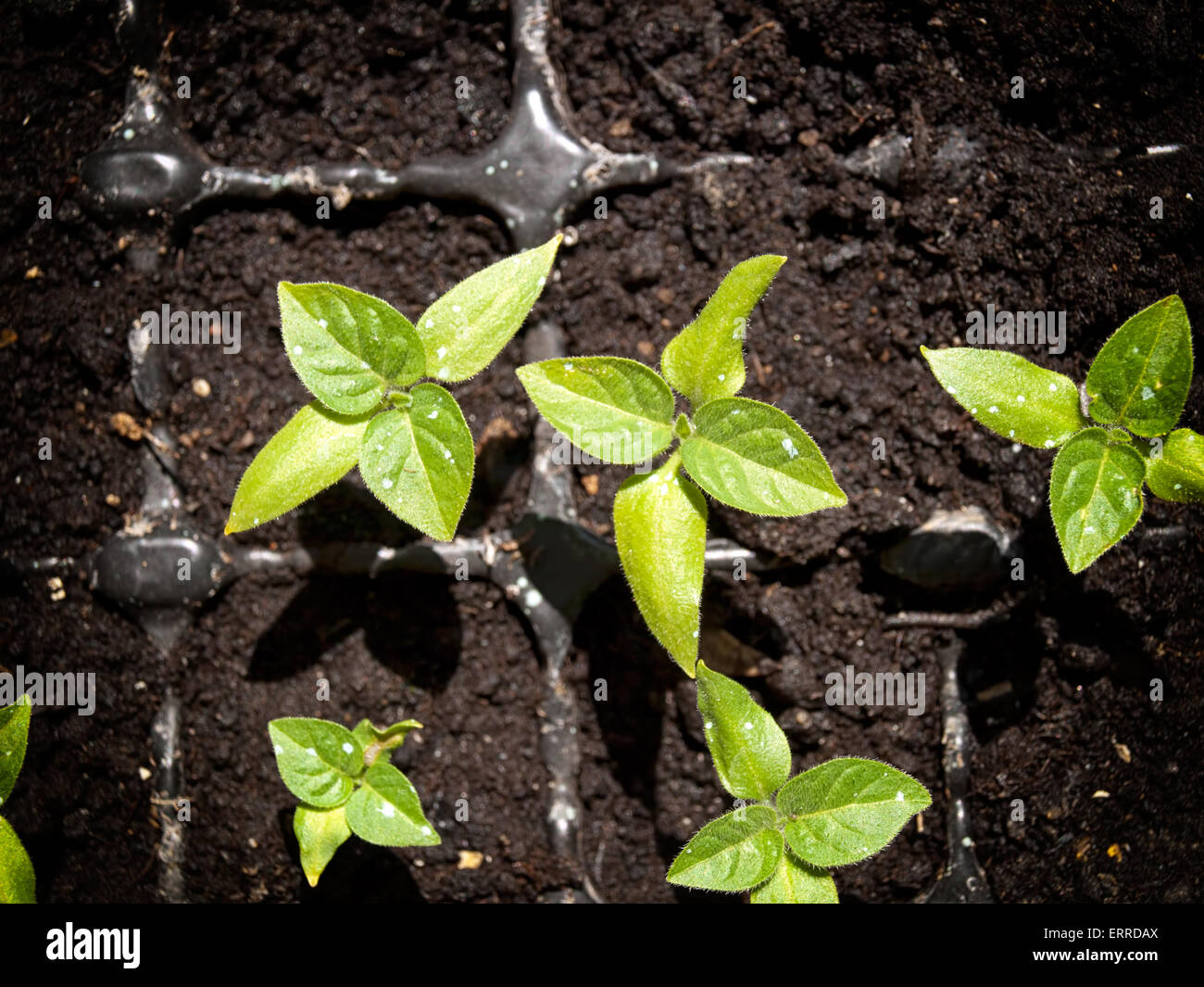 Vue d'en haut sur les petites plantes poivrons après la germination. Banque D'Images