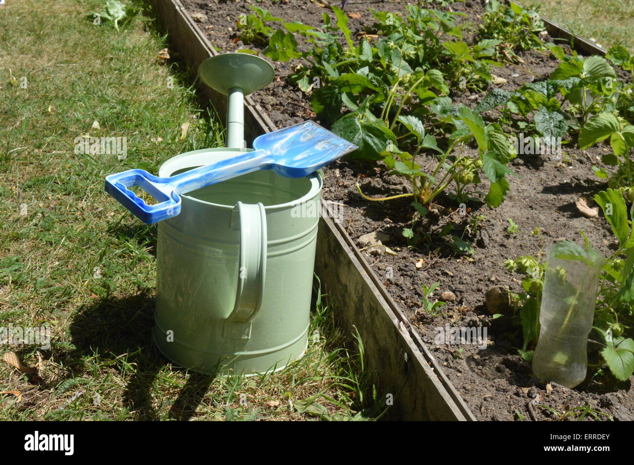 Arrosoir vert et bleu de l'enfant chat dans jardin près de potager. Vivienne Johnson/Alamy Live News Banque D'Images