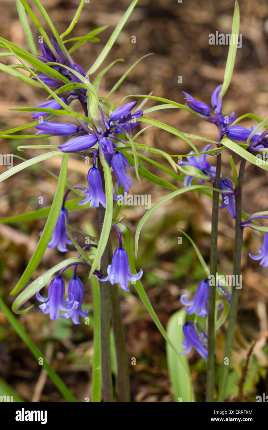 Bracteate inhabituelle forme de l'uk Bluebell indigènes, Hyacinthoides non-scriptus, a des feuilles de plus en plus la tige florale Banque D'Images