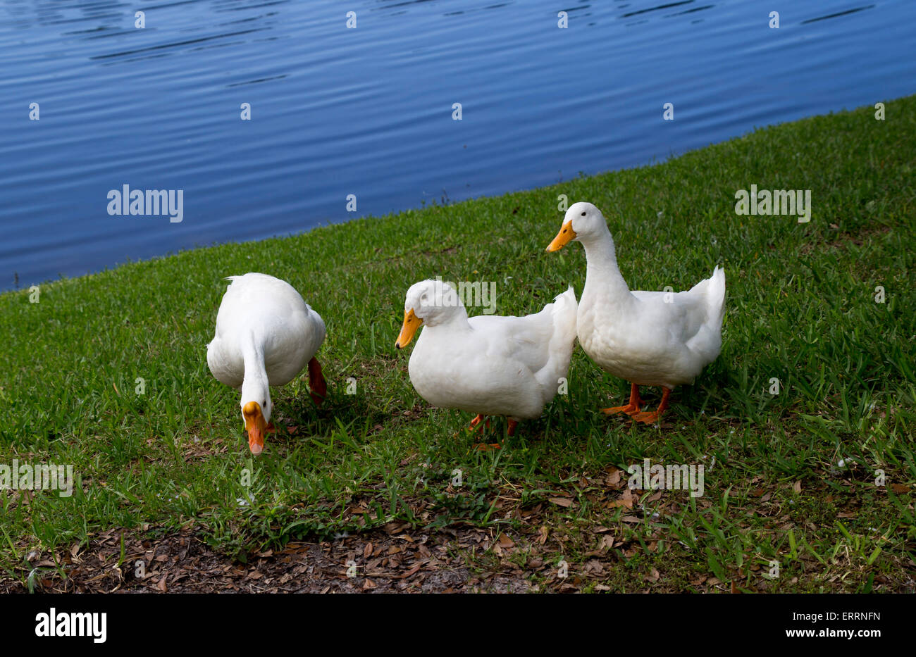Une famille de canards de l'étang blanc Banque D'Images
