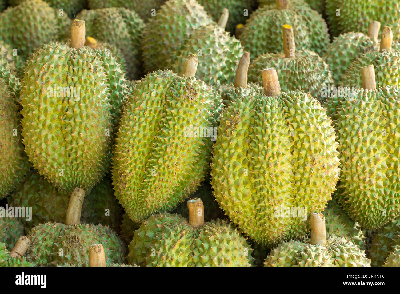 Durian savoureux fruits sur le marché Banque D'Images