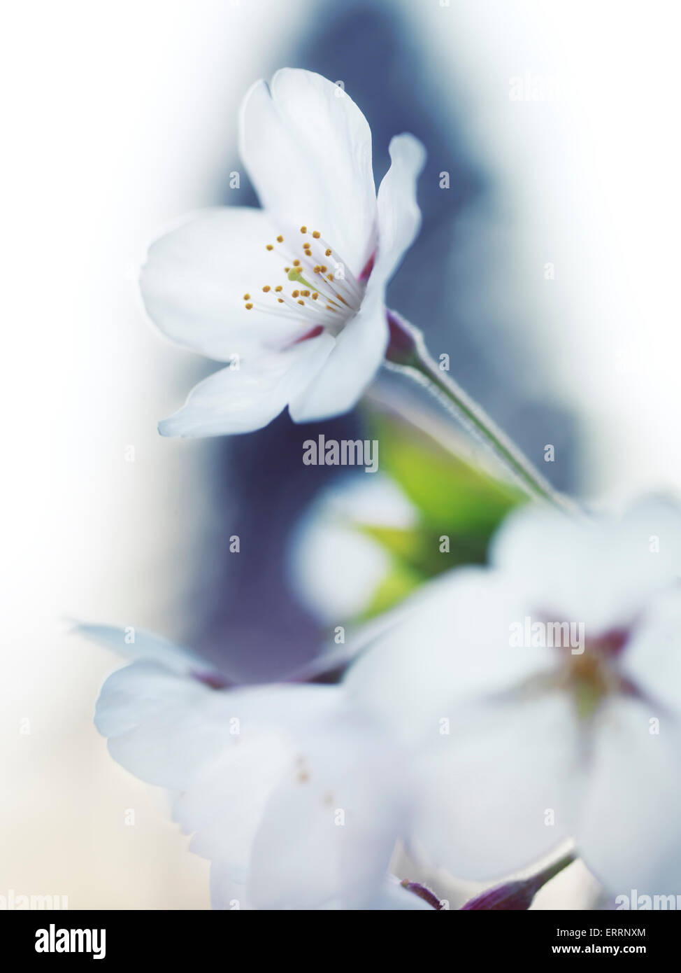Libre de sakura, de belles fleurs blanches de Japanese cherry blossom Banque D'Images