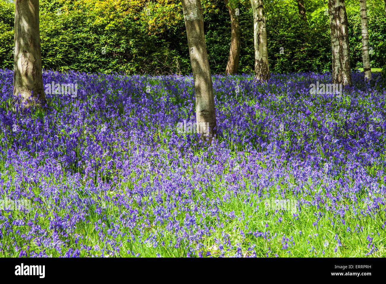 Jacinthes des bois de la Bowood Estate dans le Wiltshire. Banque D'Images