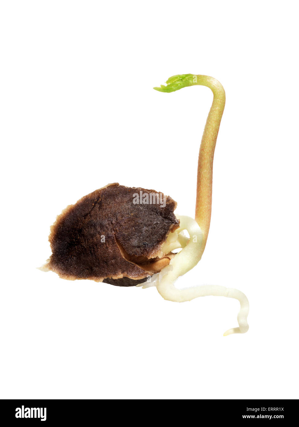 Graines germées de M. Oleifera plante comestible en bonne santé, le pilon, arbre isolé sur fond blanc Banque D'Images