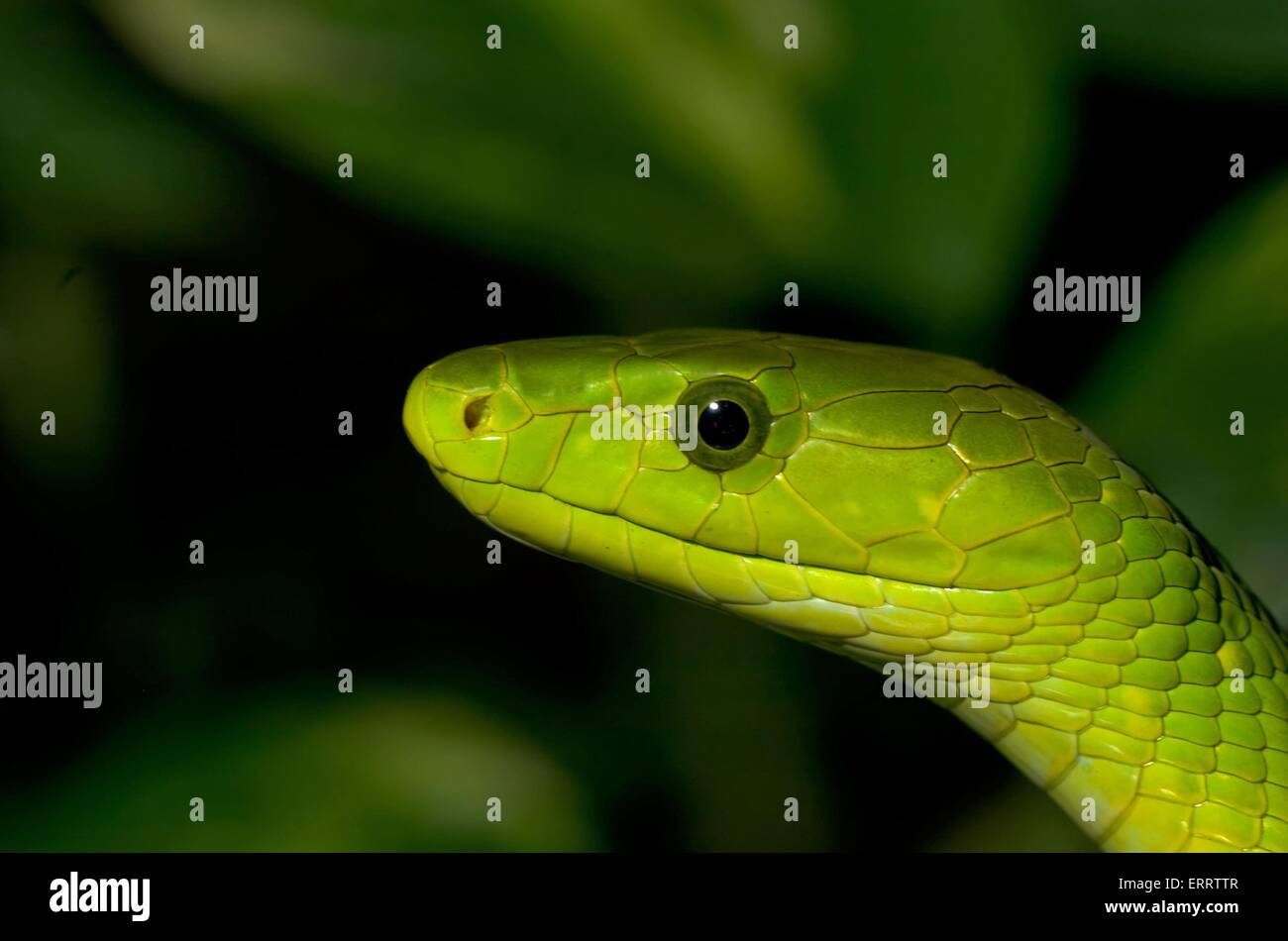Mamba vert Banque D'Images
