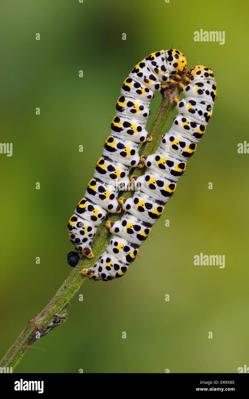 La molène Banque D'Images