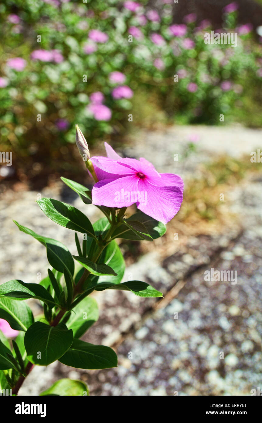 Une petite fleur sauvage de pourpre Banque D'Images