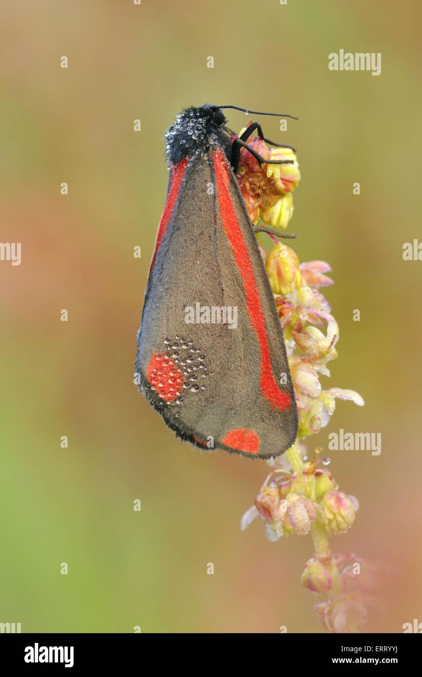 Cinnabar moth Banque D'Images