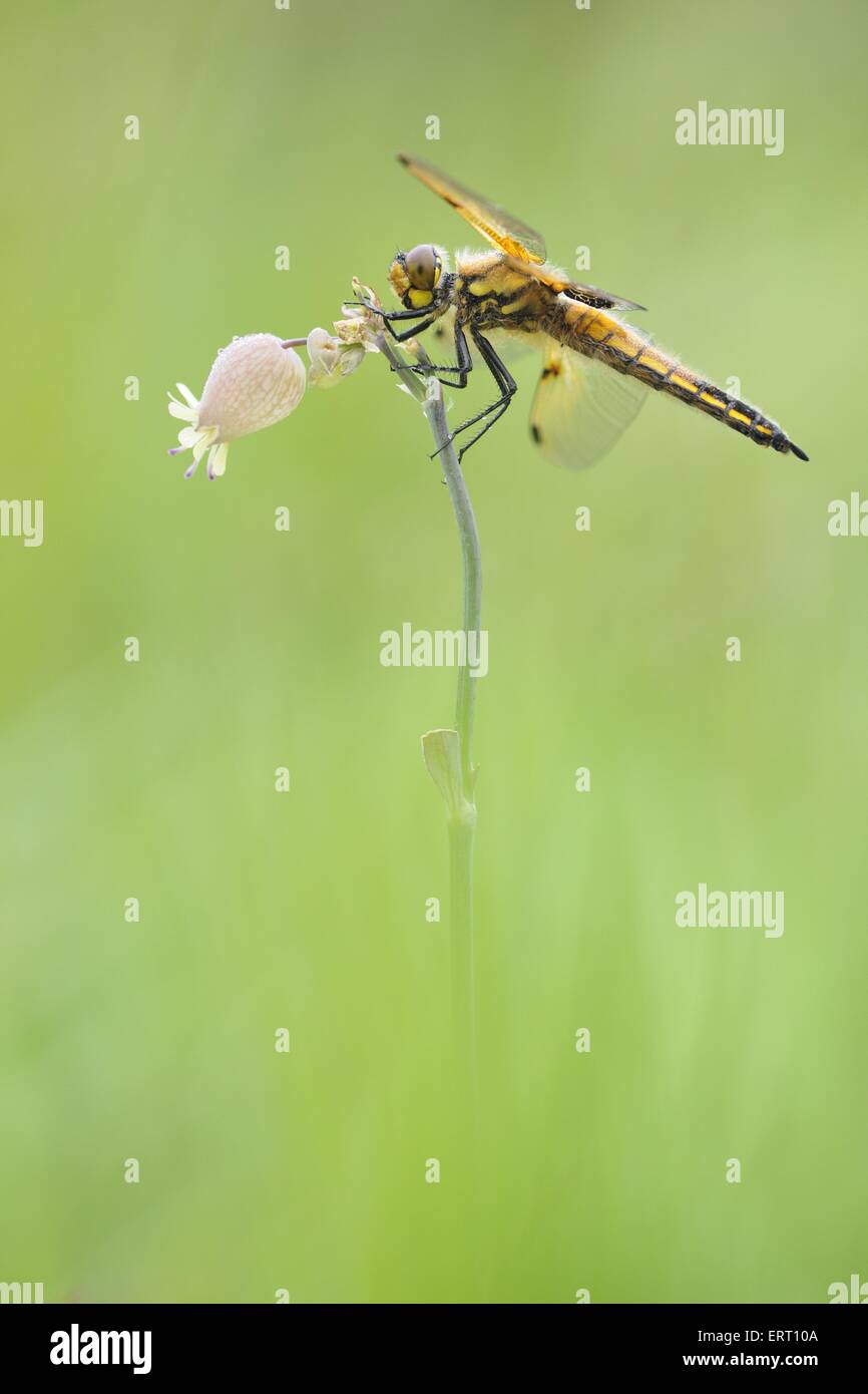 Four-spotted chaser Banque D'Images