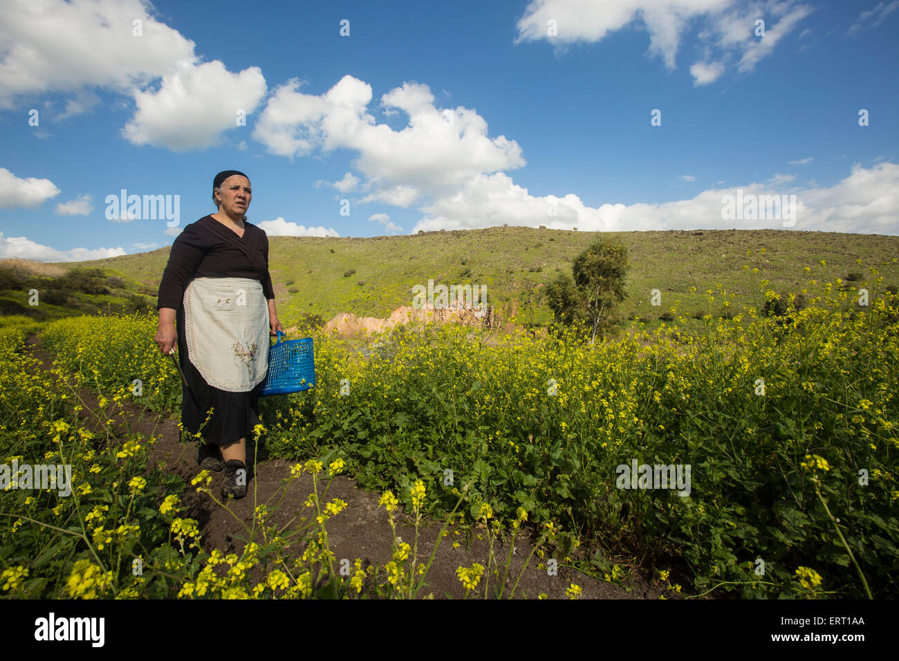 Les paysans locaux, arabes cueillir des plantes dans le domaine Banque D'Images