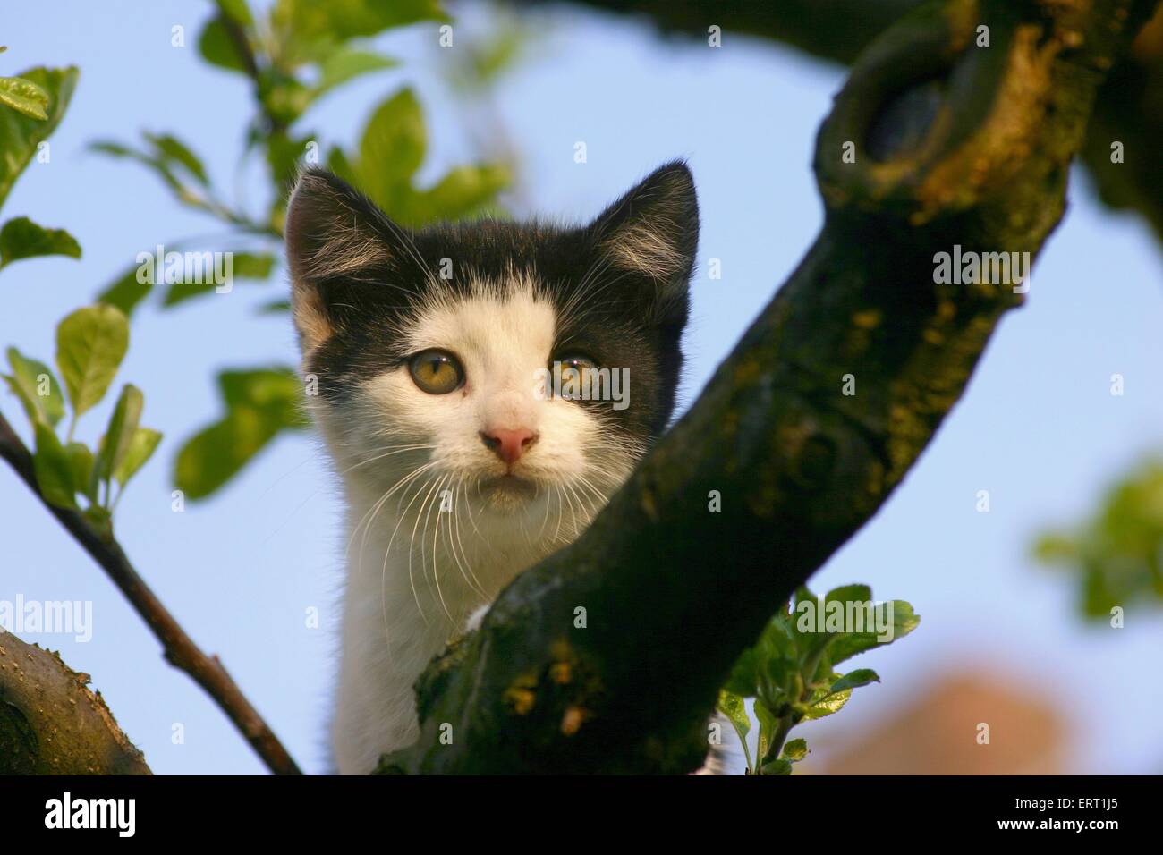 Chaton sur un arbre Banque D'Images