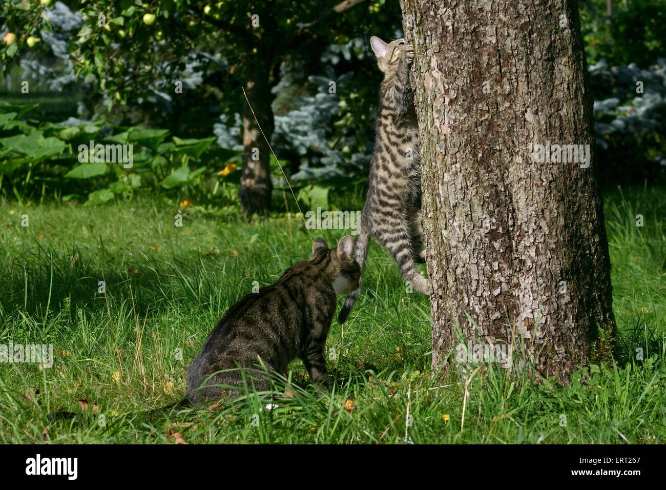 chat sur un arbre Banque D'Images