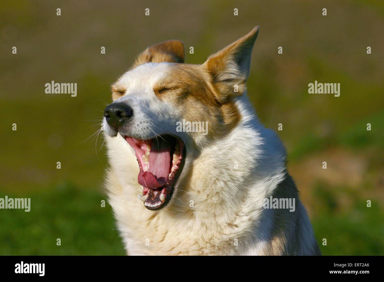 le bâillement chien Banque D'Images