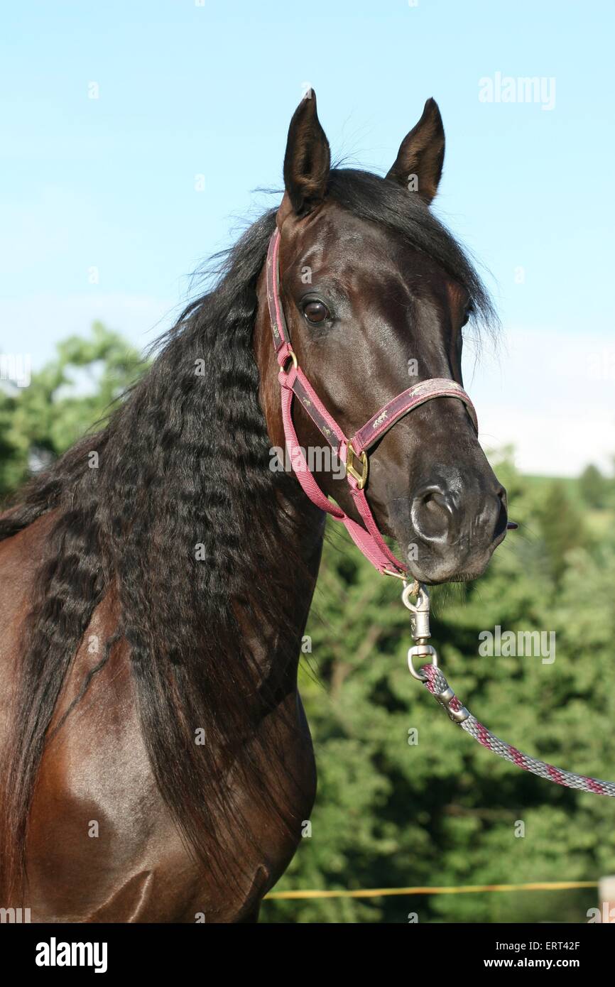 Paso Fino Banque D'Images