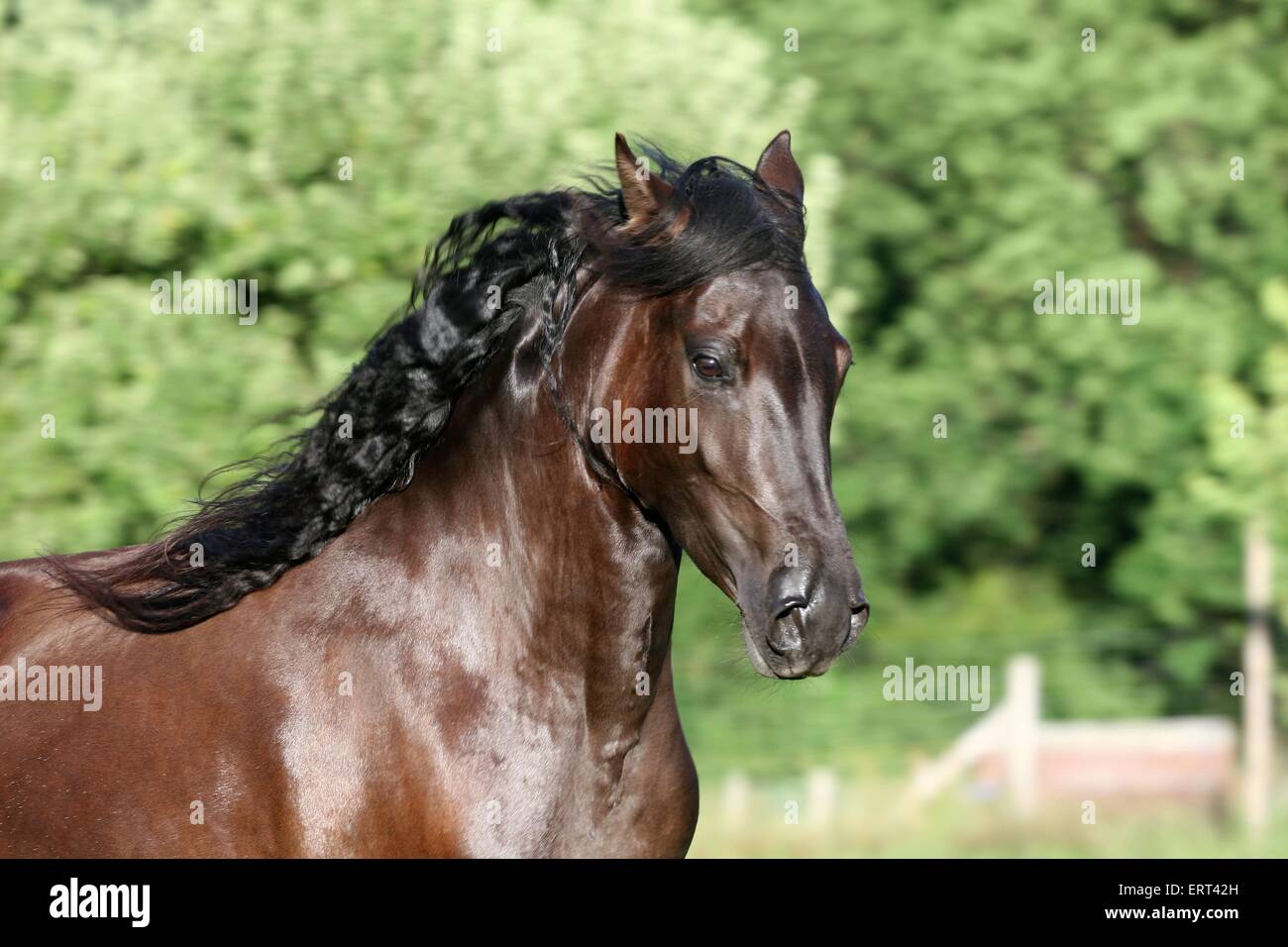 Paso Fino Banque D'Images