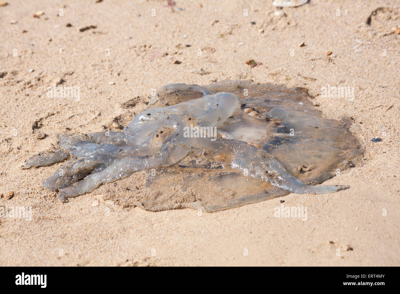 Le corps mort, méduses Rhizostoma pulmo, échoués sur la plage de Bournemouth, Dorset UK en juin. Baril jelly fish. Banque D'Images