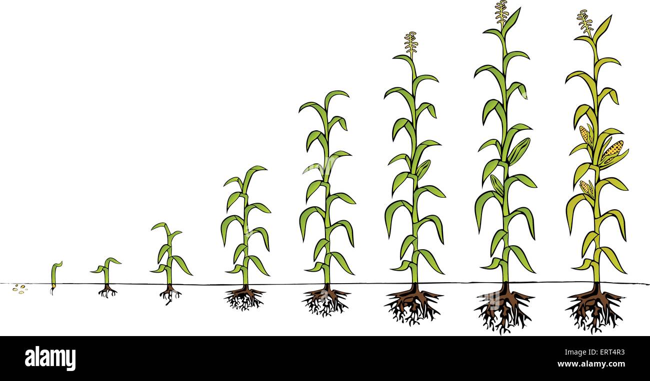 Schéma de développement du maïs. Étapes de la croissance Illustration de Vecteur