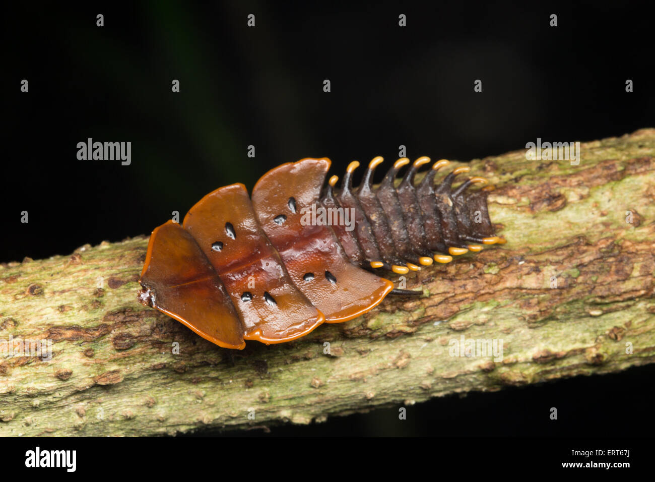 Femme d'un Net-winged beetle communément appelée "trilobite beetle", nommé ainsi en raison de leur forme préhistorique. L'un Banque D'Images