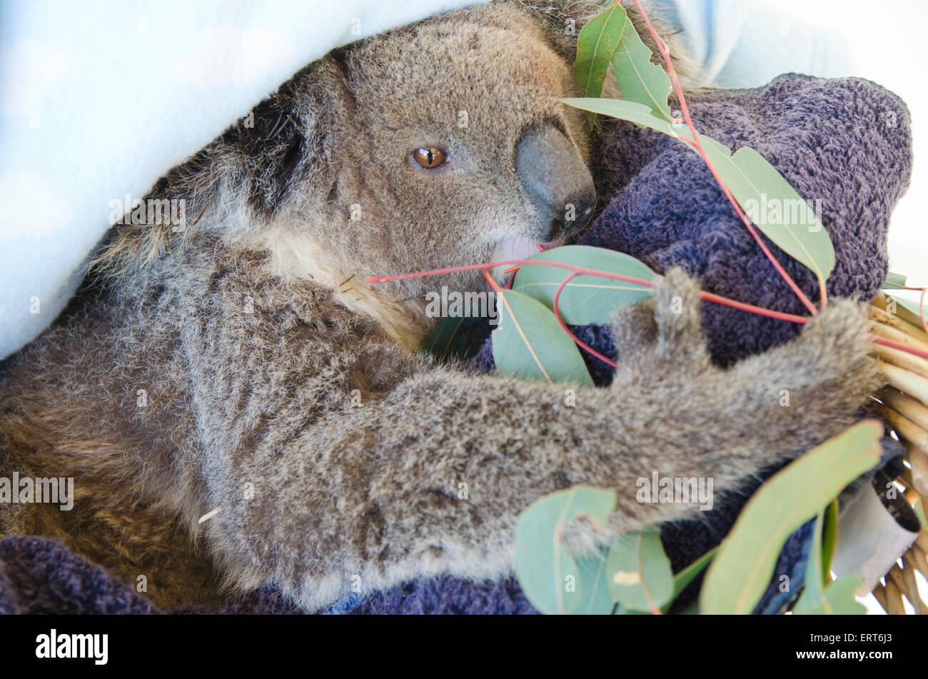 Une jeune femme sauvée de la gomme, de manger les feuilles de koala cinerus Phasocolarctus Banque D'Images