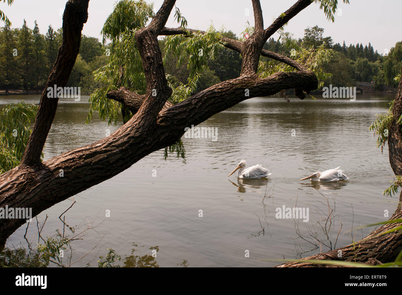 Les hérons. Zoo de Shanghai est le principal jardin zoologique de Changning District dans la ville chinoise de Shanghai. Après un demi-siècle o Banque D'Images