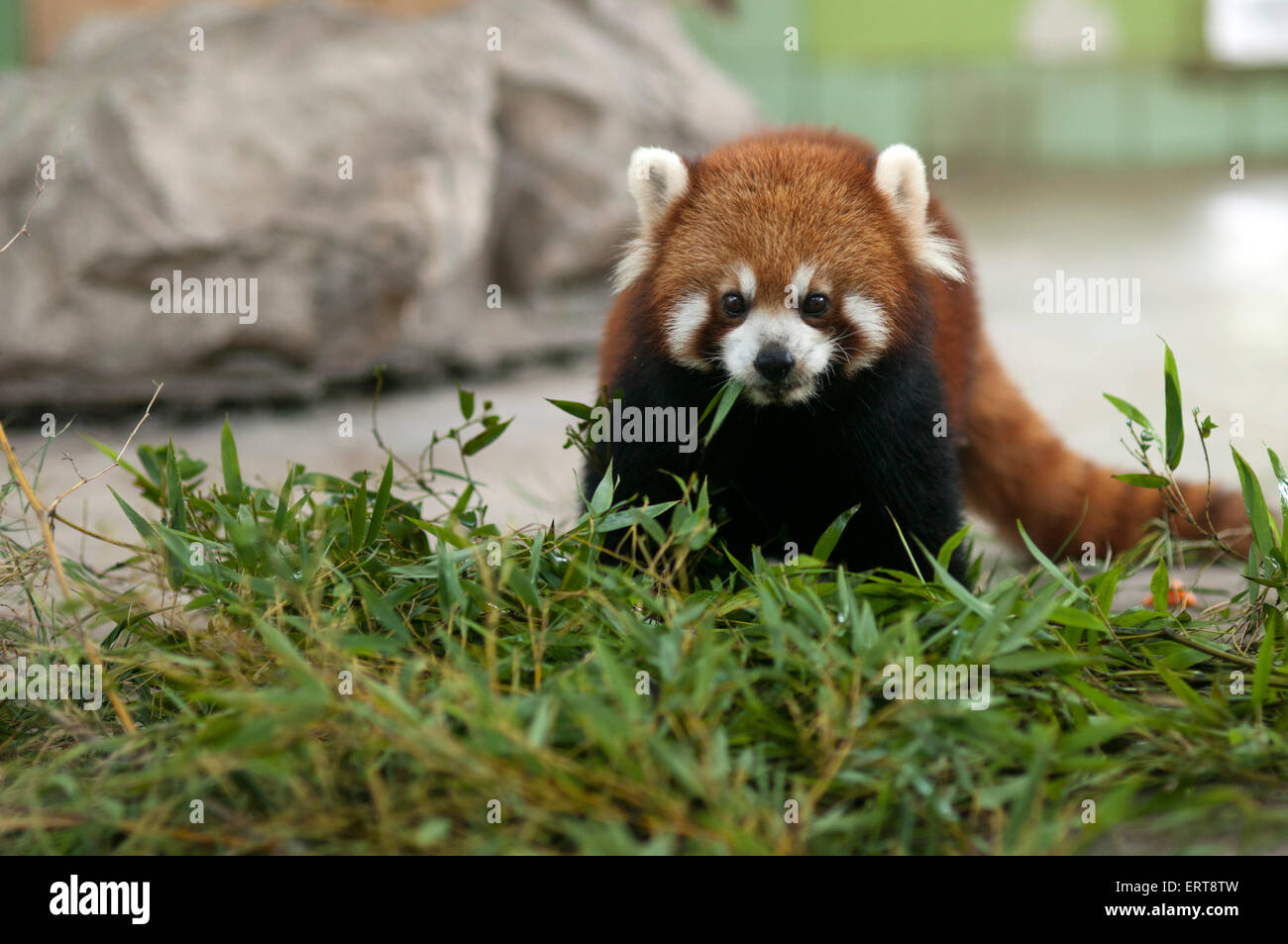 Ours Panda rouge dans Zoo de Shanghai, Chine. Le petit panda (Ailurus fulgens), également appelé moindre panda, l'ours rouge-cat et cat-rouge, ours Banque D'Images
