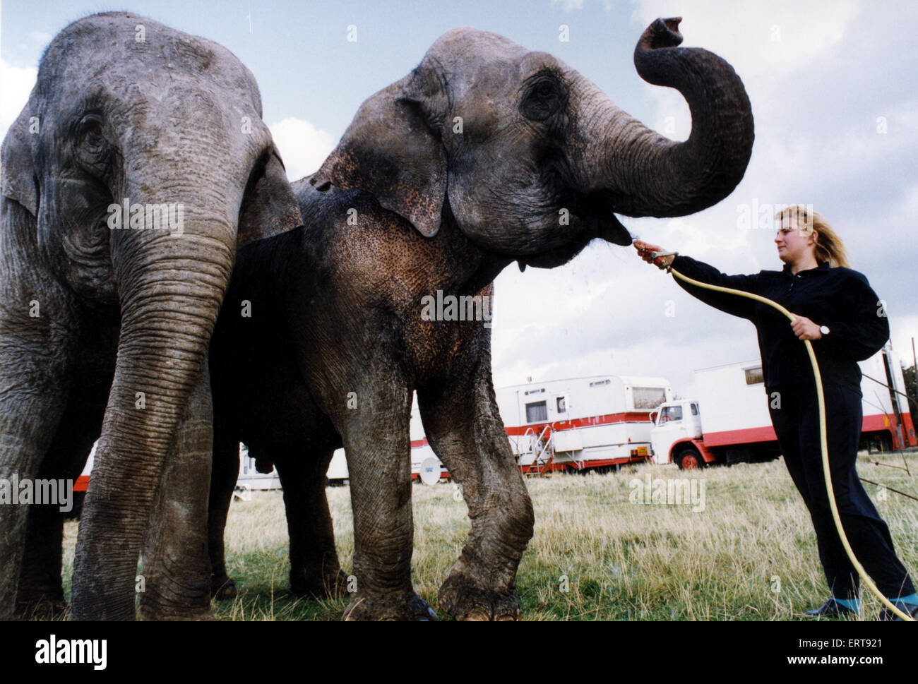 Les éléphants de cirque le Népal et l'enfant d'être quelque chose à boire par Carolyn Roberts qui se préparent à l'État hongrois du cirque" première nuit à grande ferme, Skippers Lane, Middlesbrough. 11 septembre 1992. Banque D'Images